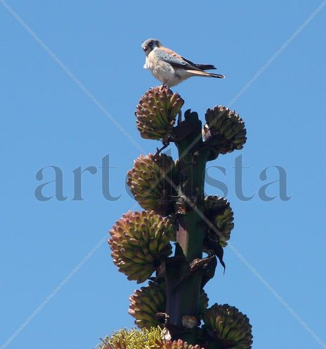 Aguila...
