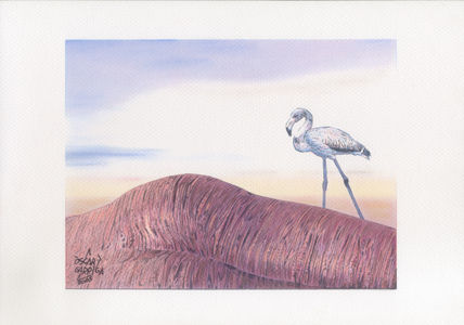 Phoenicopterus...