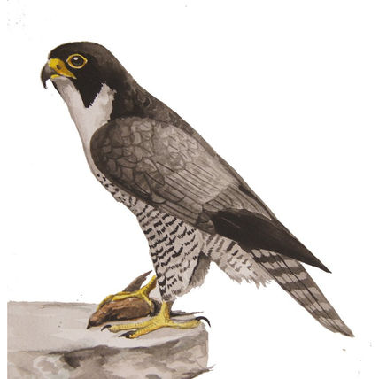 Falco peregrinus...