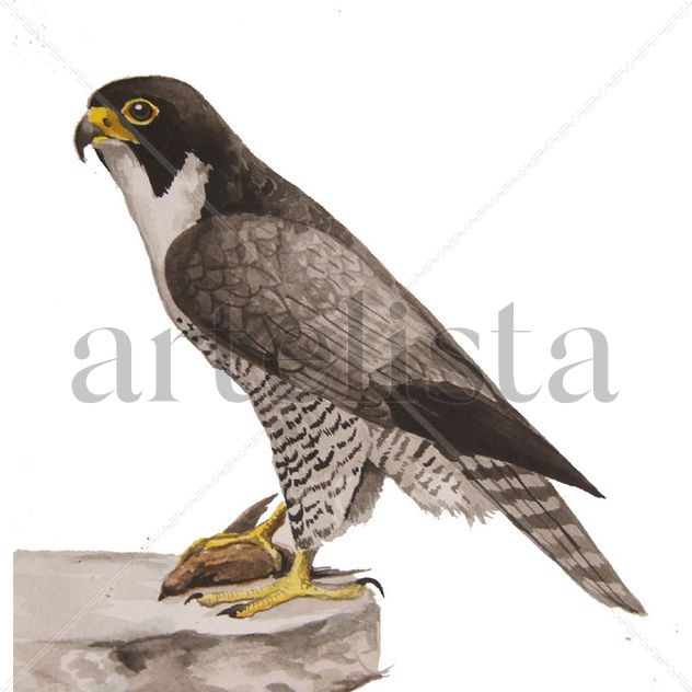 Falco peregrinus posado