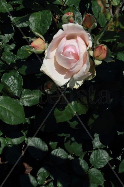 Seleste Rose de,mi...