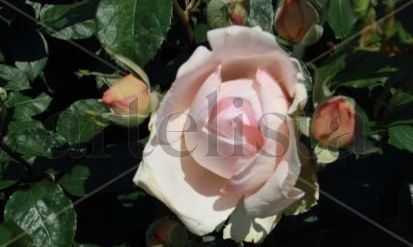 Flores