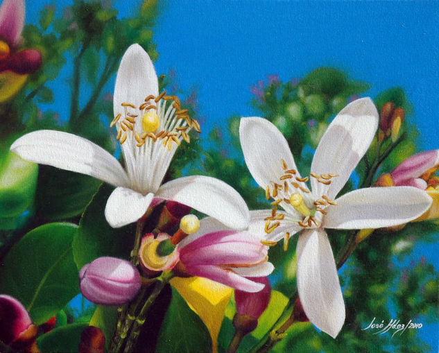 FLOR DE LIMON Oil Canvas Floral Painting