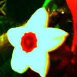 MACROINTIMO EN FLOR 3 thumbnail 1