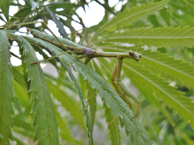 mantis