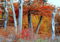 Otoño Mágico