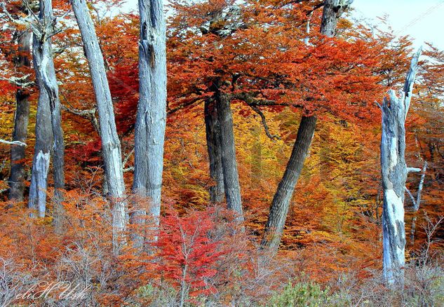 Otoño Mágico Naturaleza Color (Digital)