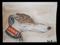 Galgo