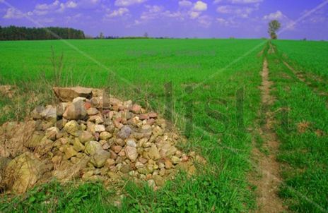 Borowina