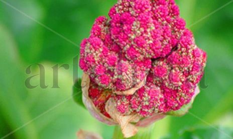 Natura
