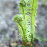 Natura thumbnail 1