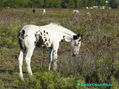 POTRILLO TOBIANO