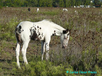 Potrillo tobiano