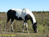 Tobiana negra