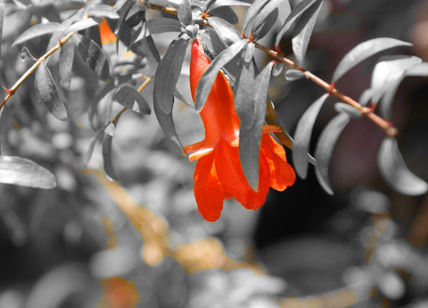 Flor de granado