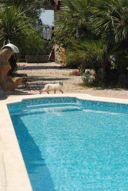 A cat at the pool
