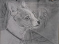 Perro