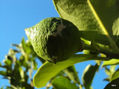 verde limón