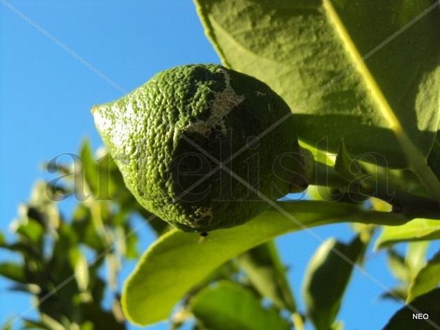 verde limón