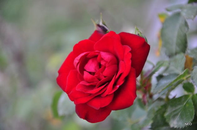 rosa roja Naturaleza Color (Digital)