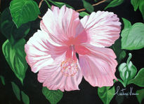 Hibisco rosa