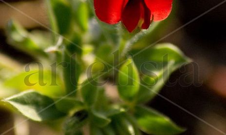 Flores