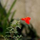 naturaleza thumbnail 2