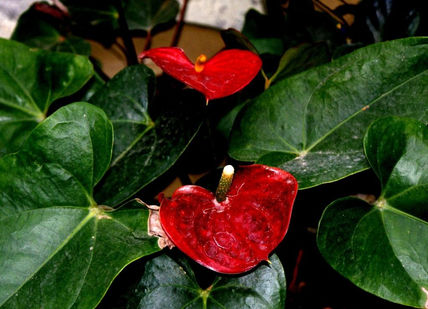 Anturio naranja2