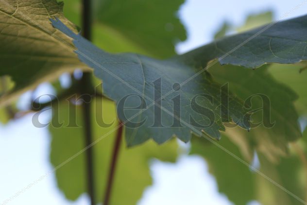 hoja de parra