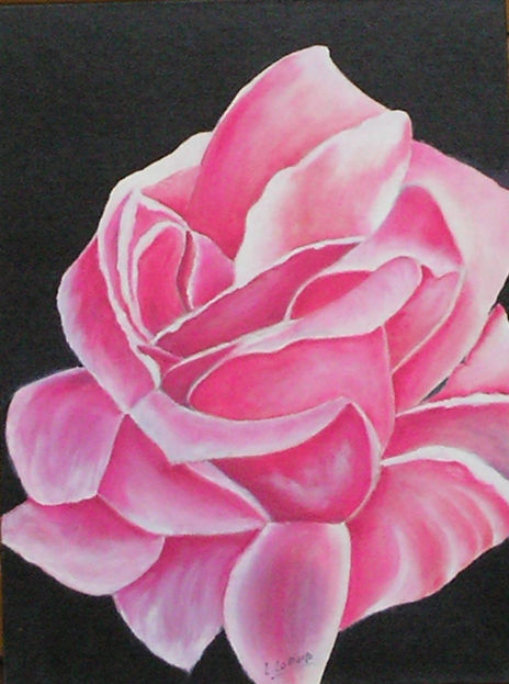 Rosa,rosa