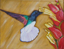 Colibri