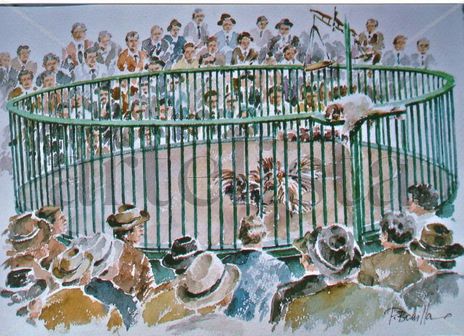 Pelea de gallos