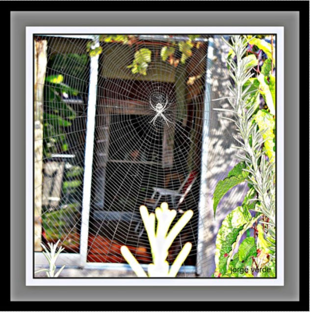 027 / FO 06  MOSQUITERO NATURAL