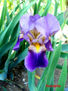 IRIS