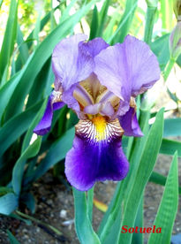 Iris