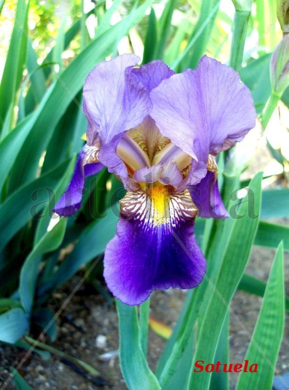 IRIS
