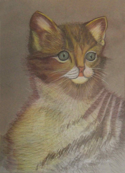 El gatito