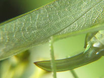 Katydids iv -...