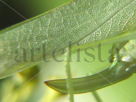 Katydids iv -...