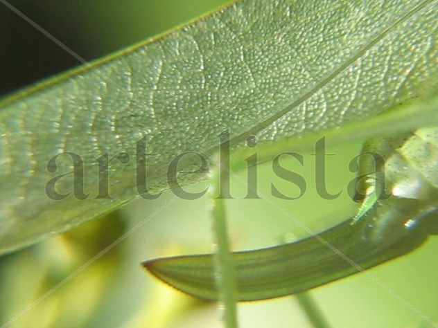 KATYDIDS IV - INSECTOS DE ARGENTINA