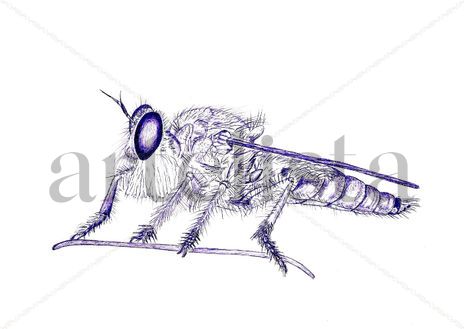 Mosca 004