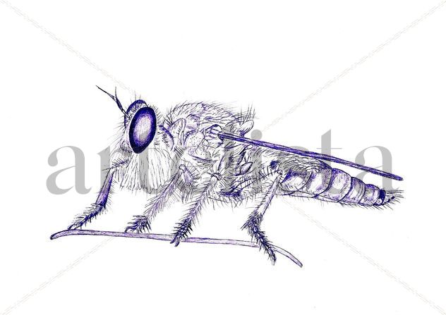 Mosca 004