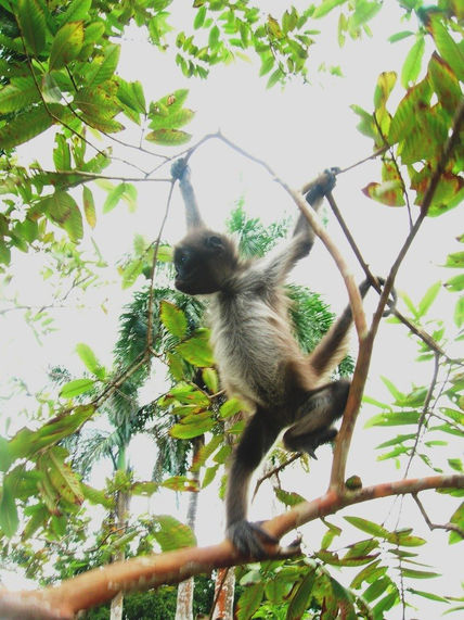 El mico del parque...