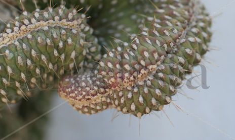 Algo de naturaleza