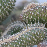 Algo de naturaleza thumbnail 1