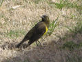 PECHO AMARILLO COMUN - Pseudoleistes virescens - AVES DE ARGENTINA