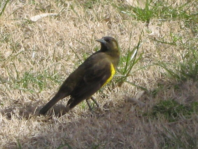 PECHO AMARILLO COMUN - Pseudoleistes virescens - AVES DE ARGENTINA 