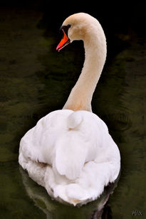 Cisne blanco