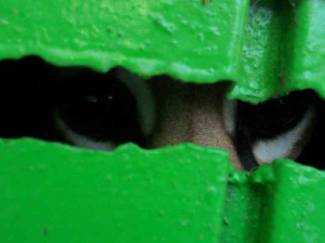 ojos ocelote