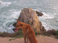 el perro en la playa